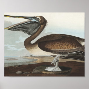 Bruine Pelican van Amerikaanse vogels Poster