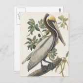 Bruine Pelican van Audubon Briefkaart (Voorkant / Achterkant)