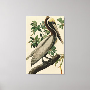 Bruine Pelican van de Amerikaanse vogels van Audub Canvas Afdruk