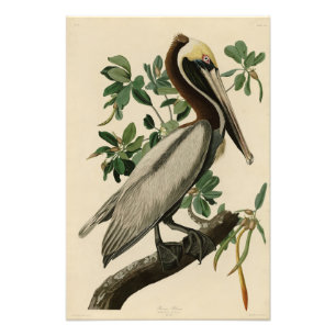 Bruine Pelican van de Amerikaanse vogels van Audub Foto Afdruk