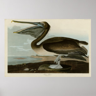 Bruine Pelican van de Amerikaanse vogels van Audub Poster