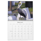 Bruine Pelicans Kalender (Mar 2027)