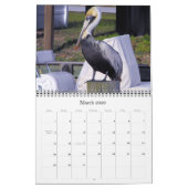 Bruine Pelicans Kalender (Mar 2026)