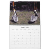 Bruine Pelicans Kalender (Jan 2026)