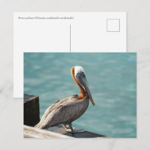 Bruine Pelikaan Martinique Caraïbische Wilde Diere Briefkaart