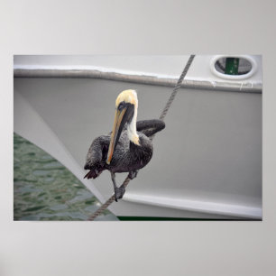 Bruine Pelikaan op een Touw in evenwicht, Florida Poster