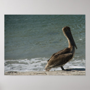 Bruine Pelikaan op het Strand Foto Poster