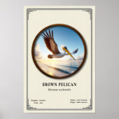 Bruine Pelikaan Zoölogie Poster (Voorkant)