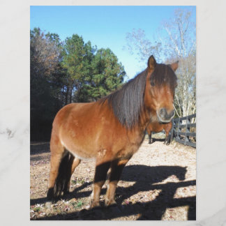 Bruine pony turquoise Lucht