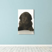 Bruine puppy, portret, close-up canvas afdruk (Insitu (Houten vloer))