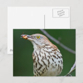 Bruine schaap met vangst van de dag briefkaart (Voorkant / Achterkant)