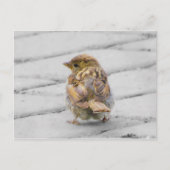 Bruine Sparrow Briefkaart (Voorkant)
