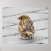Bruine Sparrow Poster (Voorkant)