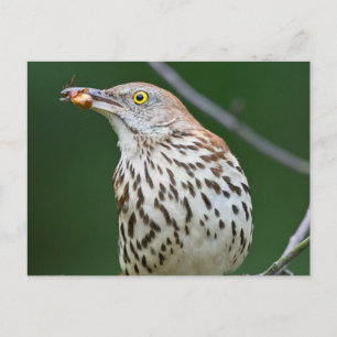 Bruine Spotlijster met Catch Of the Day Gifts Kled Briefkaart