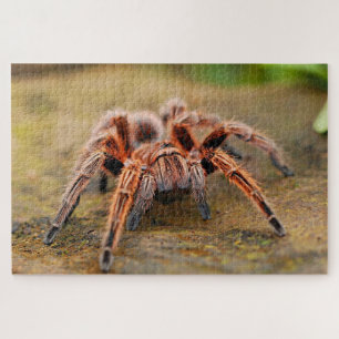 Bruine tarantula spin het land legpuzzel