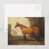 bruine thoroughbred Horse Briefkaart (Voorkant / Achterkant)