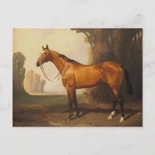  bruine thoroughbred Horse Briefkaart