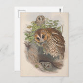 bruine uil Vogel Briefkaart (Voorkant / Achterkant)