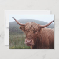 Bruine waterbuffel in Duirinish, Verenigd Koninkri
