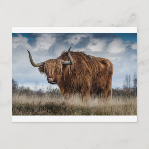 Bruine Yak op groen en bruin grasveld Briefkaart