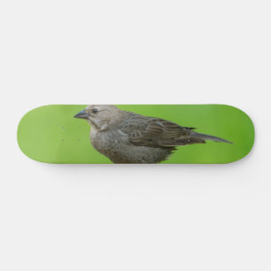 Bruinkopkoevogel Skateboard