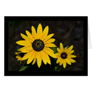 Bruit jaune de marguerite