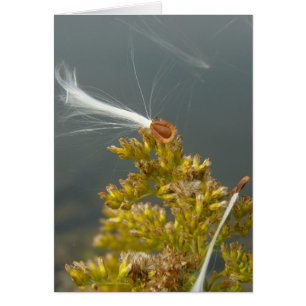 Brûler dans la brise