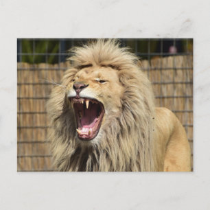 brullen van de leeuw briefkaart