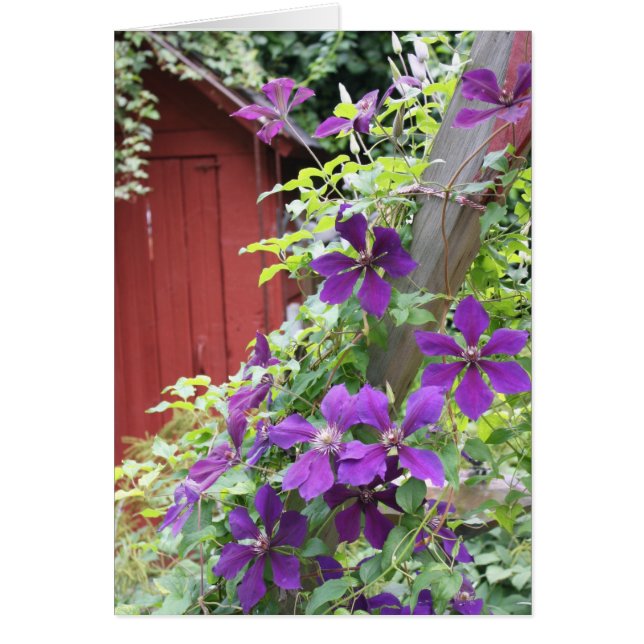 Brume d'été violet (Devant)