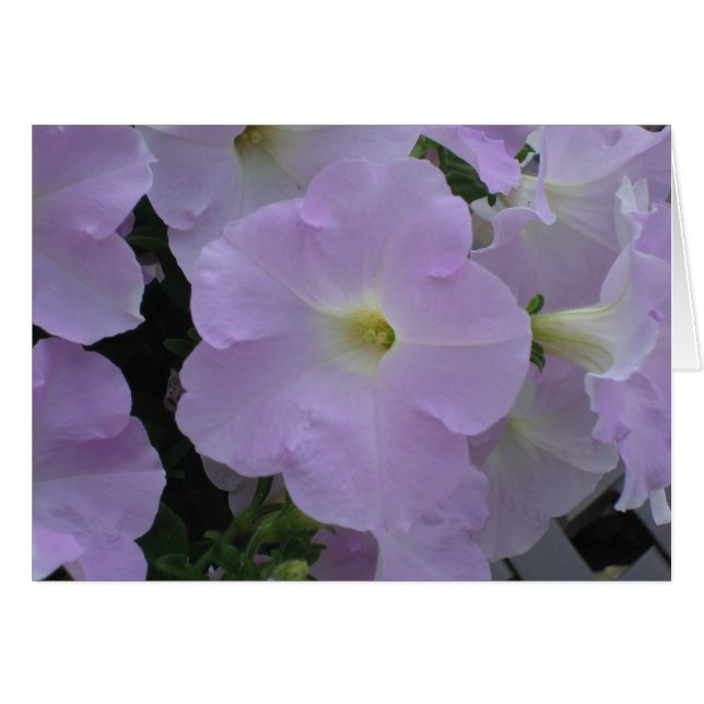 Brume pourpre (Devant horizontal)