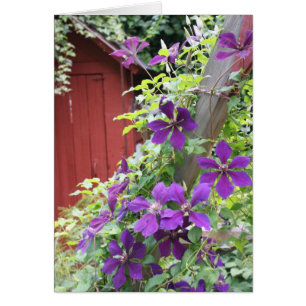 Brume pourpre d'été