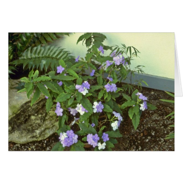 Brunfelsia Pauciflora Eximia (gisteren, vandaag &  (Voorkant Horizontaal)
