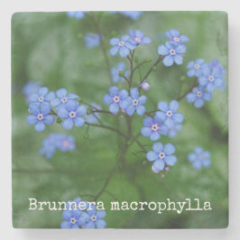Brunnera macrophylla stenen onderzetter