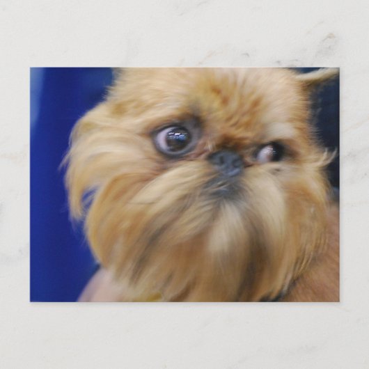 Brussels Griffon Dog Briefkaart (Voorkant)