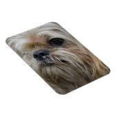 Brussels Griffon Magnet Magneet (Rechterzijde)
