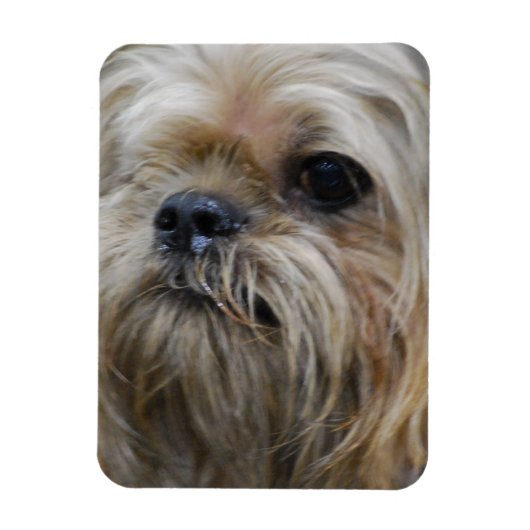 Brussels Griffon Magnet Magneet (Verticaal)