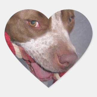 brutale Pitbull Hart Sticker