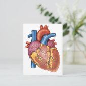Bruto anatomie van het menselijk hart briefkaart (Staand voorkant)