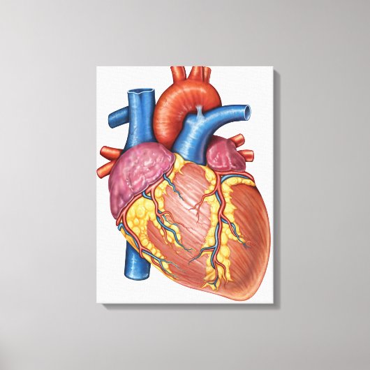 Bruto anatomie van het menselijk hart canvas afdruk (Voorkant)