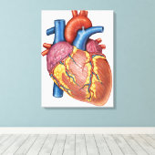 Bruto anatomie van het menselijk hart canvas afdruk (Insitu (Houten vloer))