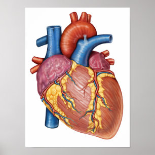 Bruto anatomie van het menselijk hart poster