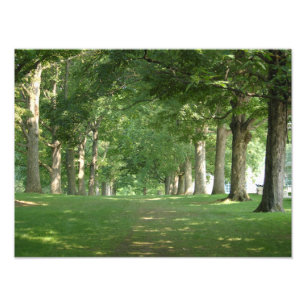 Bryn Mawr College Photo Imprimer Les arbres de ran