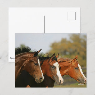 BTdrie kwartpaarden die hoofdschoten uitvoeren Briefkaart