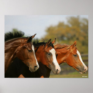 BTdrie kwartpaarden die hoofdschoten uitvoeren Poster