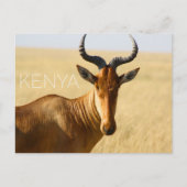 Bubale dans le Masai Mara, Kenya Carte postale de (Devant)