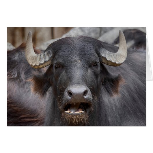 Bubalus bubalis (Voorkant Horizontaal)