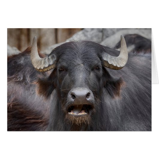 Bubalus bubalis (Devant Horizontal)