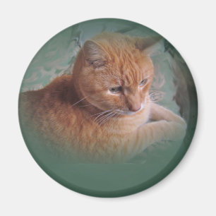 Bubba de Oranje tablet Tomcat Magneet