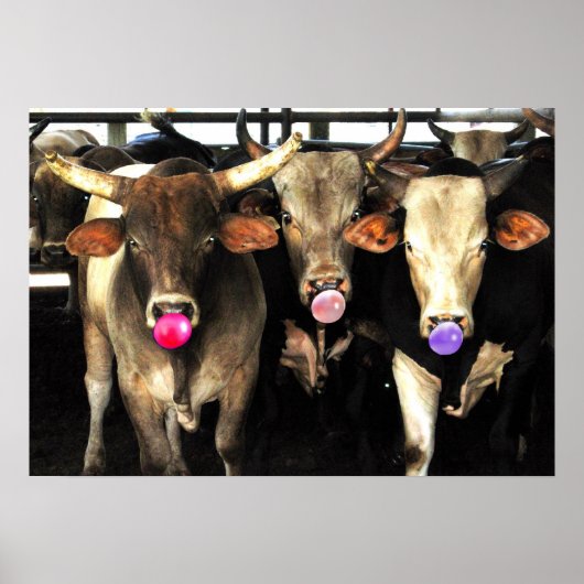 Bubble Gum Baling Rodeo Bull Koeien Westerne Kunst Poster (Voorkant)