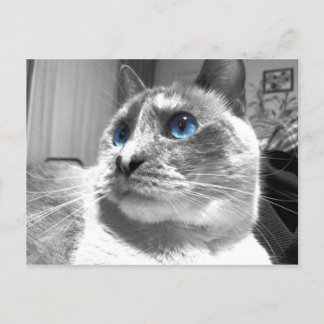 Bubble's Mesmerizing Blues Briefkaart
